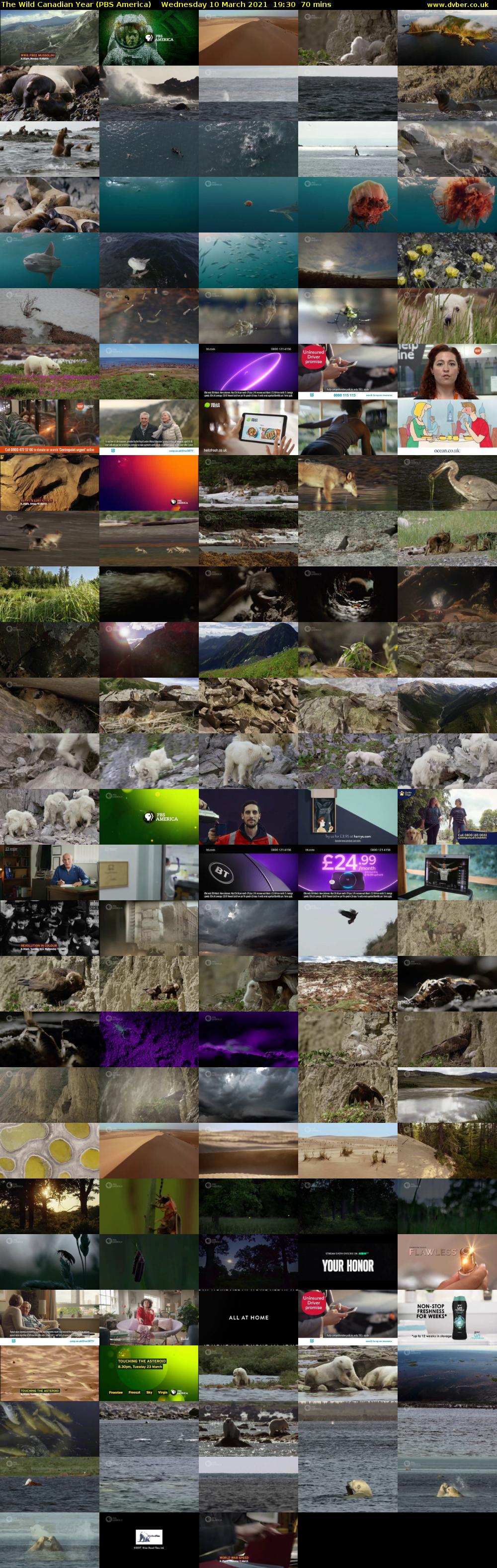 The Wild Canadian Year (PBS America) Wednesday 10 March 2021 19:30 - 20:40