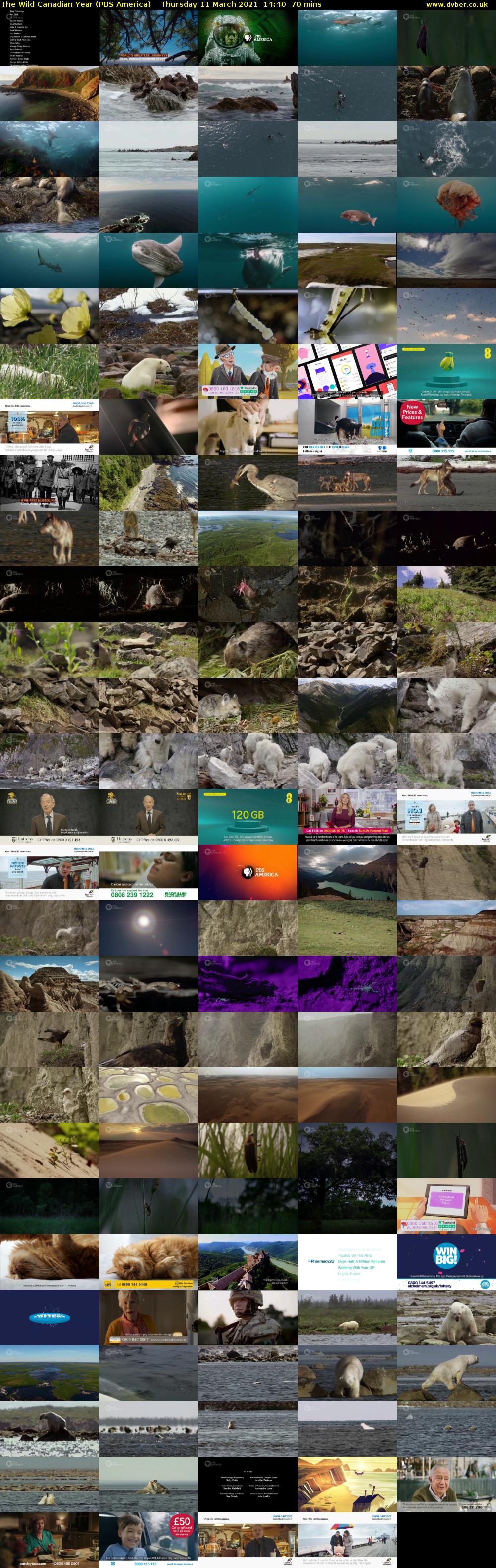 The Wild Canadian Year (PBS America) Thursday 11 March 2021 14:40 - 15:50