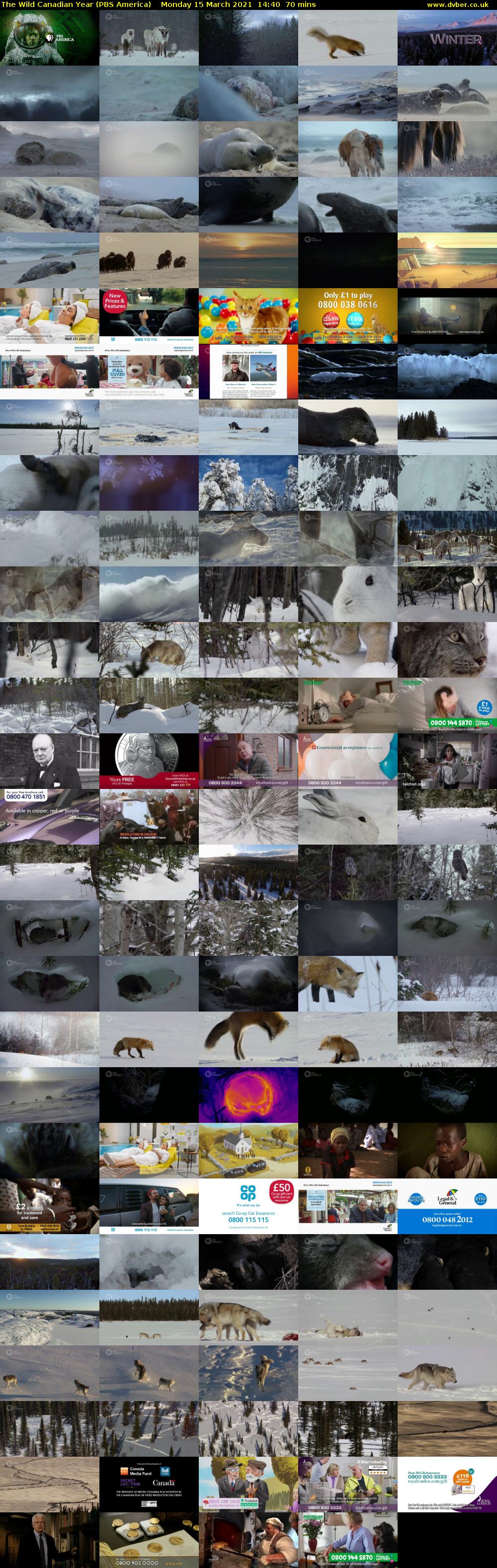 The Wild Canadian Year (PBS America) Monday 15 March 2021 14:40 - 15:50