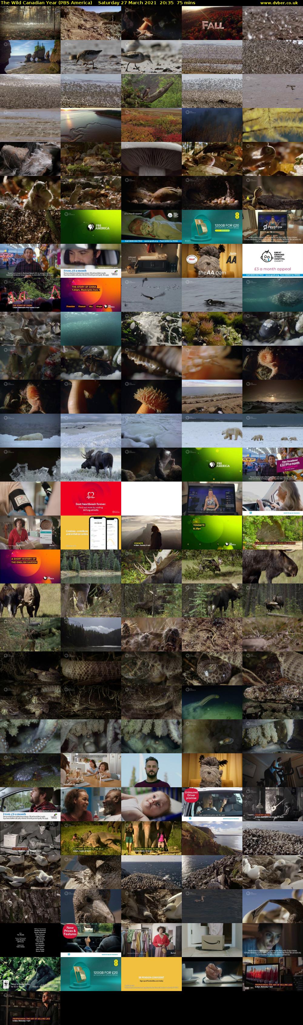 The Wild Canadian Year (PBS America) Saturday 27 March 2021 20:35 - 21:50