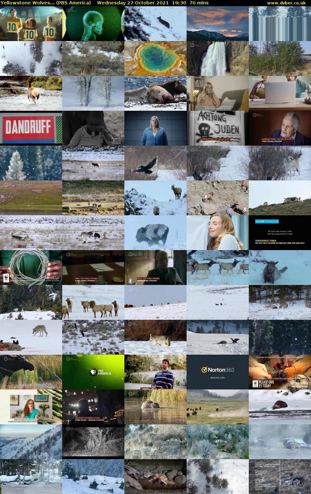 Yellowstone Wolves... (PBS America) Wednesday 27 October 2021 19:30 - 20:40