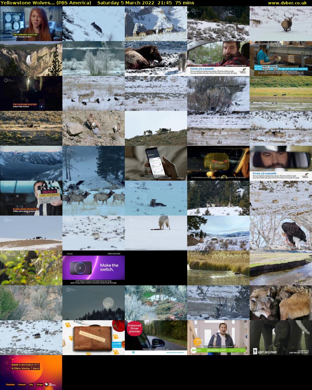 Yellowstone Wolves... (PBS America) Saturday 5 March 2022 21:45 - 23:00