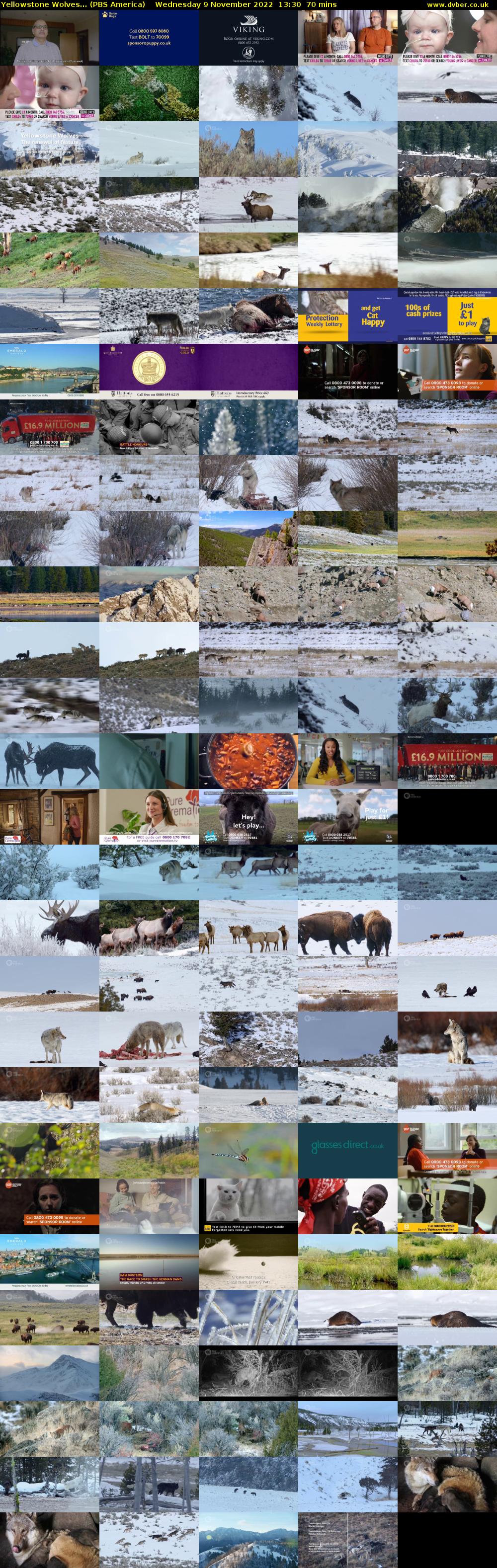 Yellowstone Wolves... (PBS America) Wednesday 9 November 2022 13:30 - 14:40