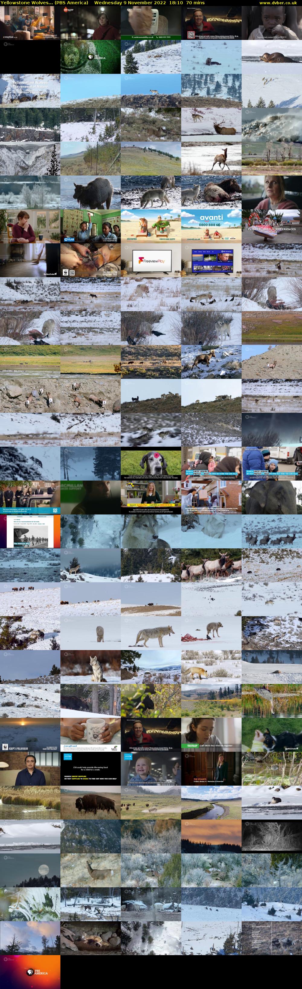 Yellowstone Wolves... (PBS America) Wednesday 9 November 2022 18:10 - 19:20