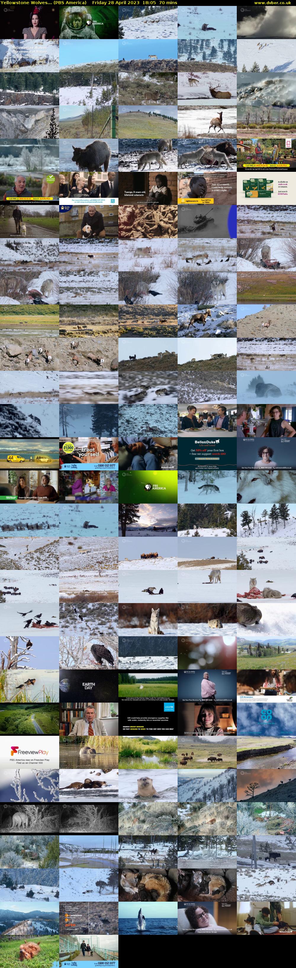Yellowstone Wolves... (PBS America) Friday 28 April 2023 18:05 - 19:15