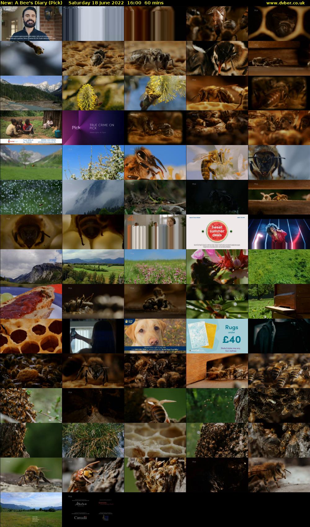 A Bee's Diary (Pick) Saturday 18 June 2022 16:00 - 17:00
