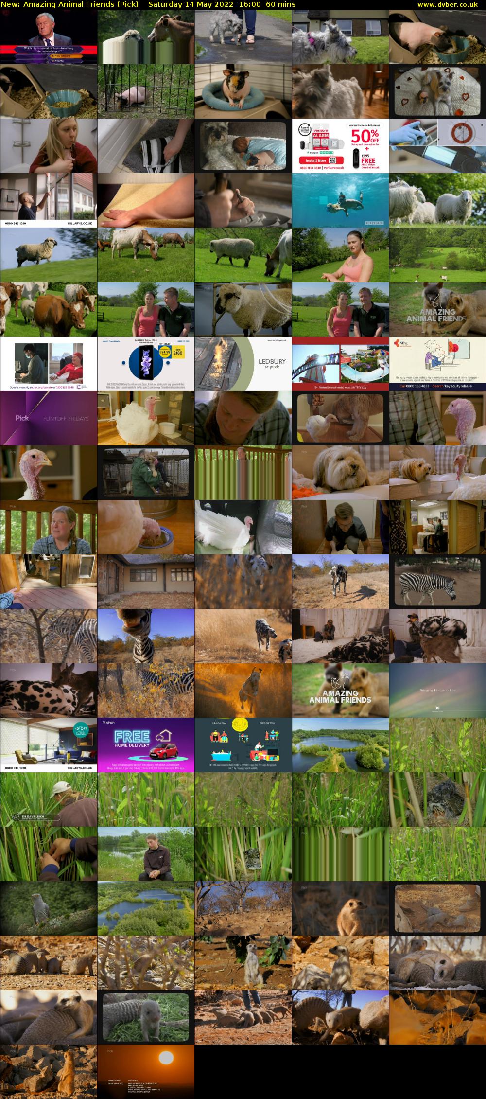 Amazing Animal Friends (Pick) Saturday 14 May 2022 16:00 - 17:00