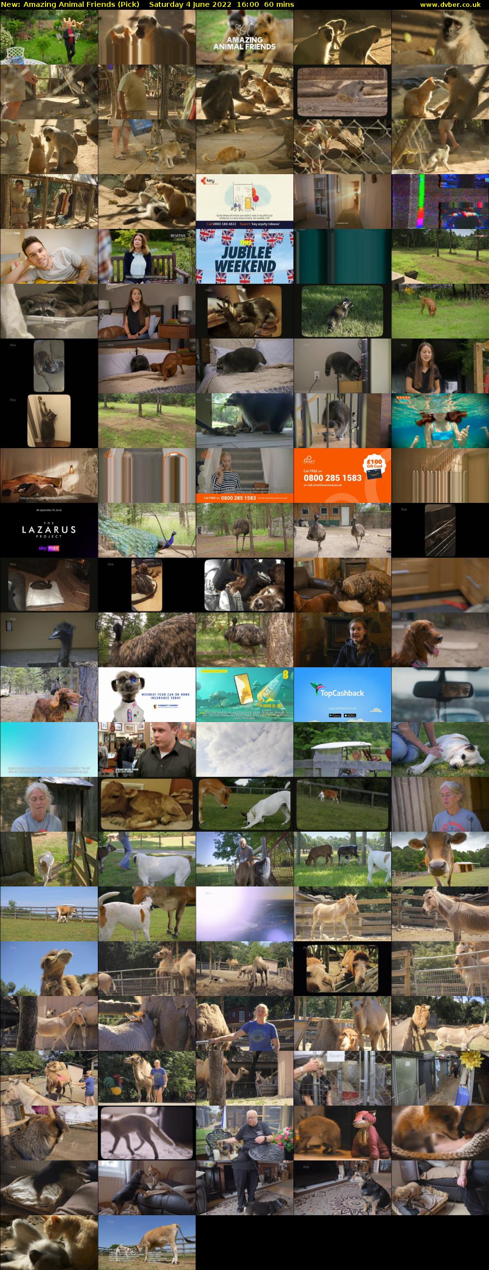 Amazing Animal Friends (Pick) Saturday 4 June 2022 16:00 - 17:00