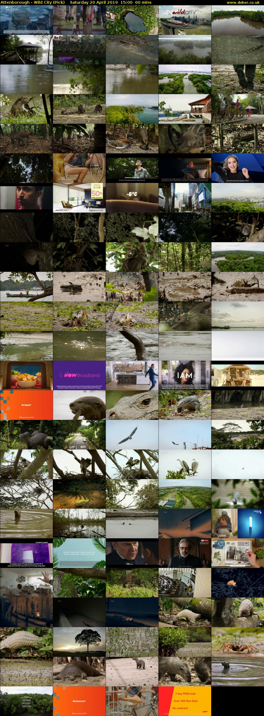 Attenborough - Wild City (Pick) Saturday 20 April 2019 15:00 - 16:00