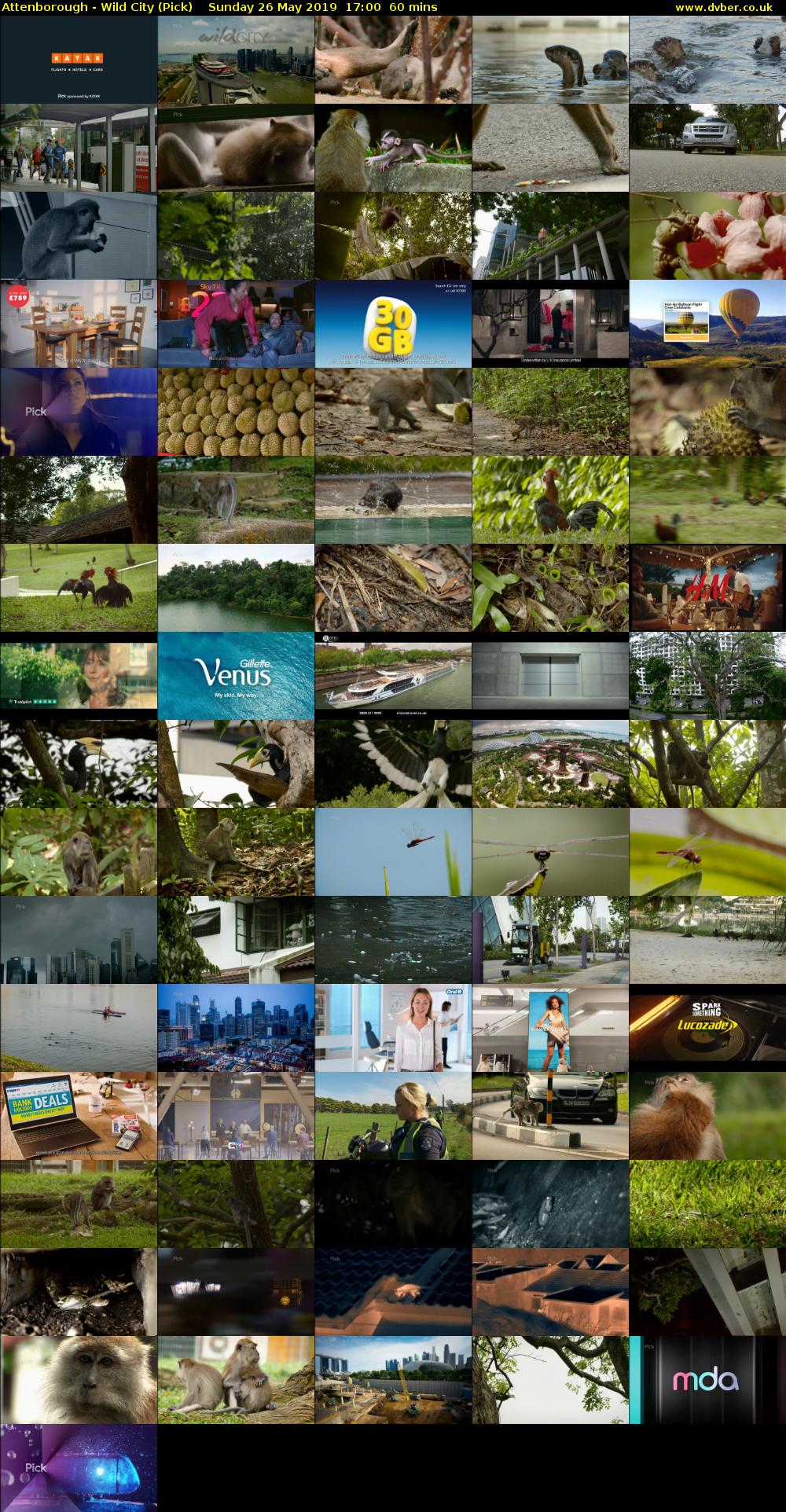 Attenborough - Wild City (Pick) Sunday 26 May 2019 17:00 - 18:00