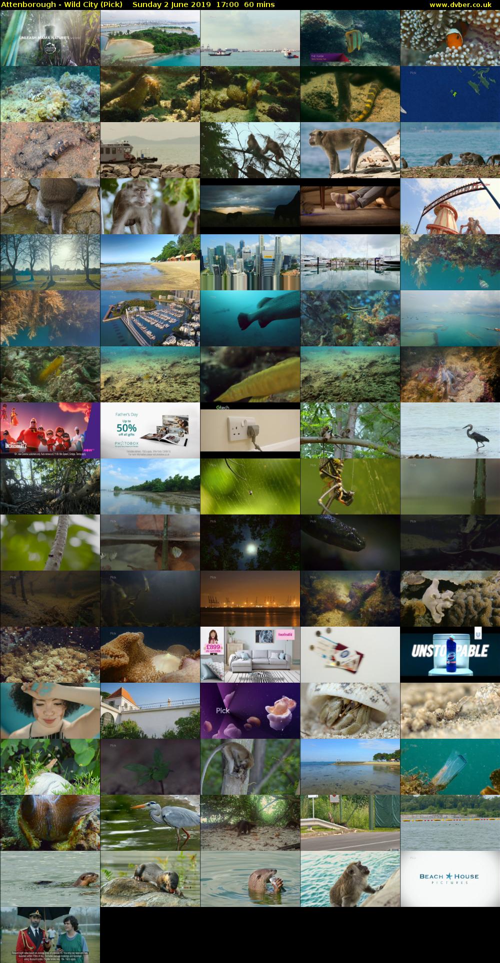 Attenborough - Wild City (Pick) Sunday 2 June 2019 17:00 - 18:00