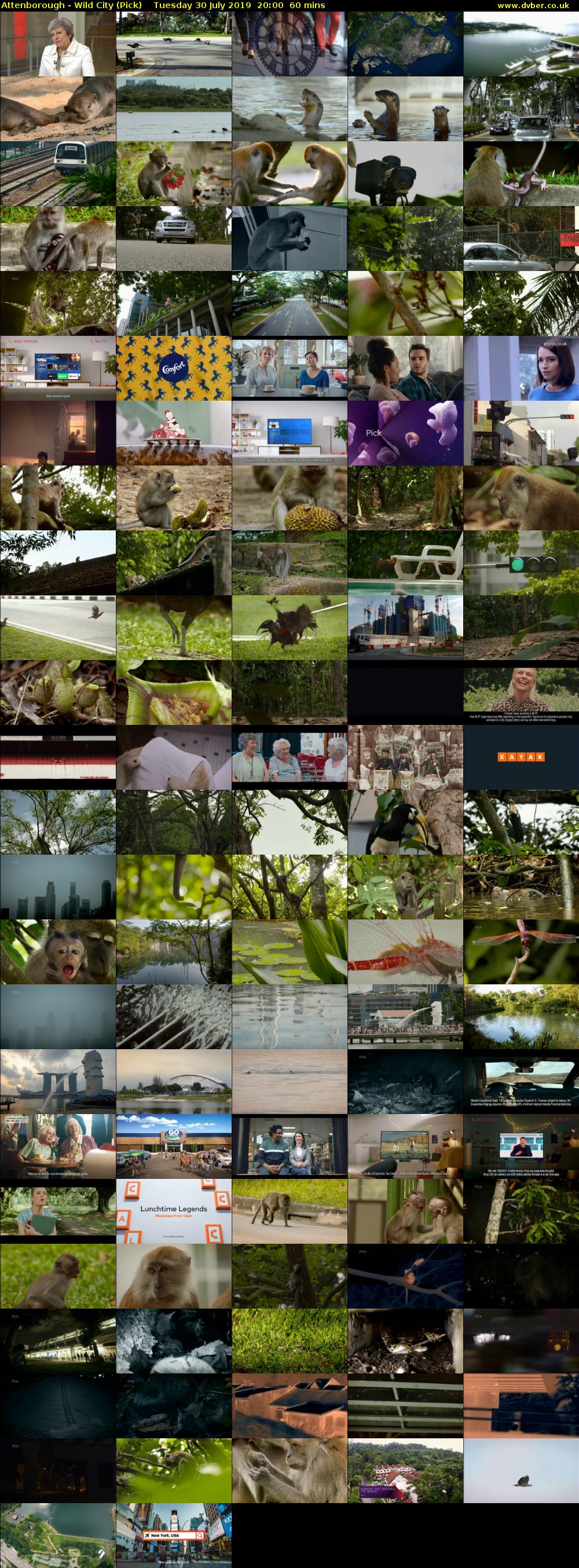 Attenborough - Wild City (Pick) Tuesday 30 July 2019 20:00 - 21:00