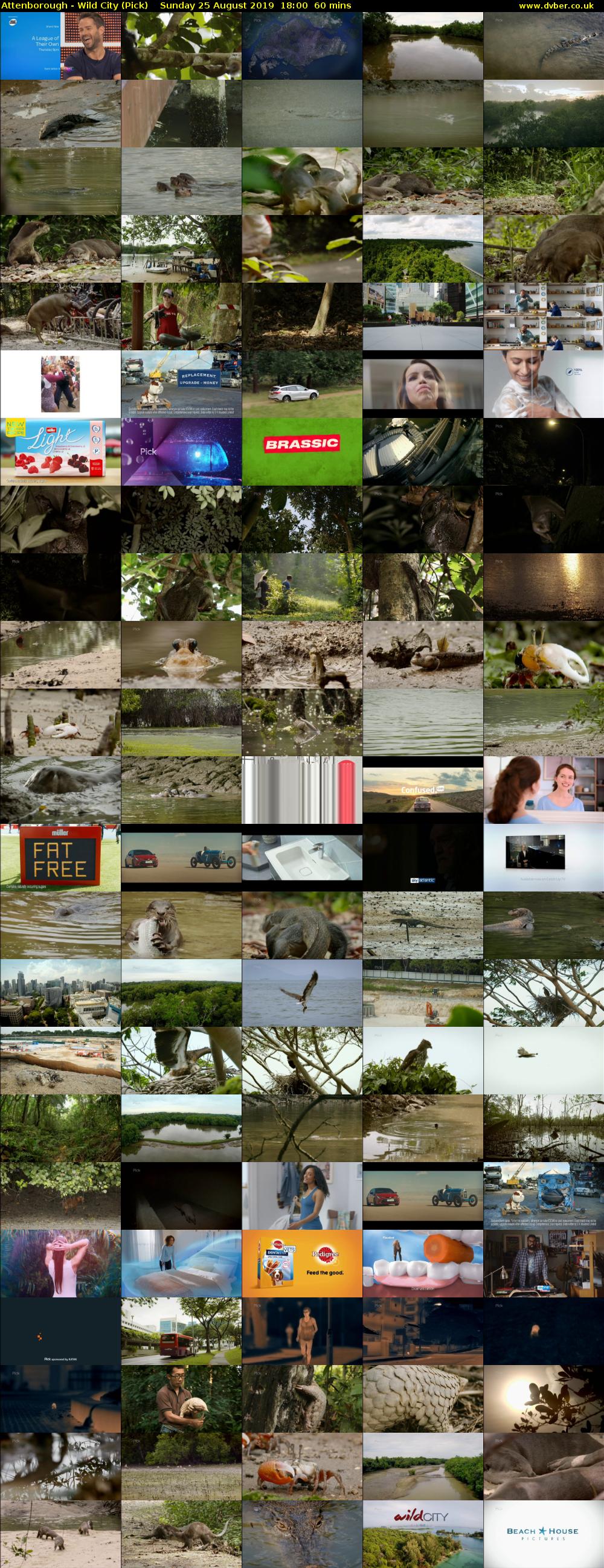 Attenborough - Wild City (Pick) Sunday 25 August 2019 18:00 - 19:00