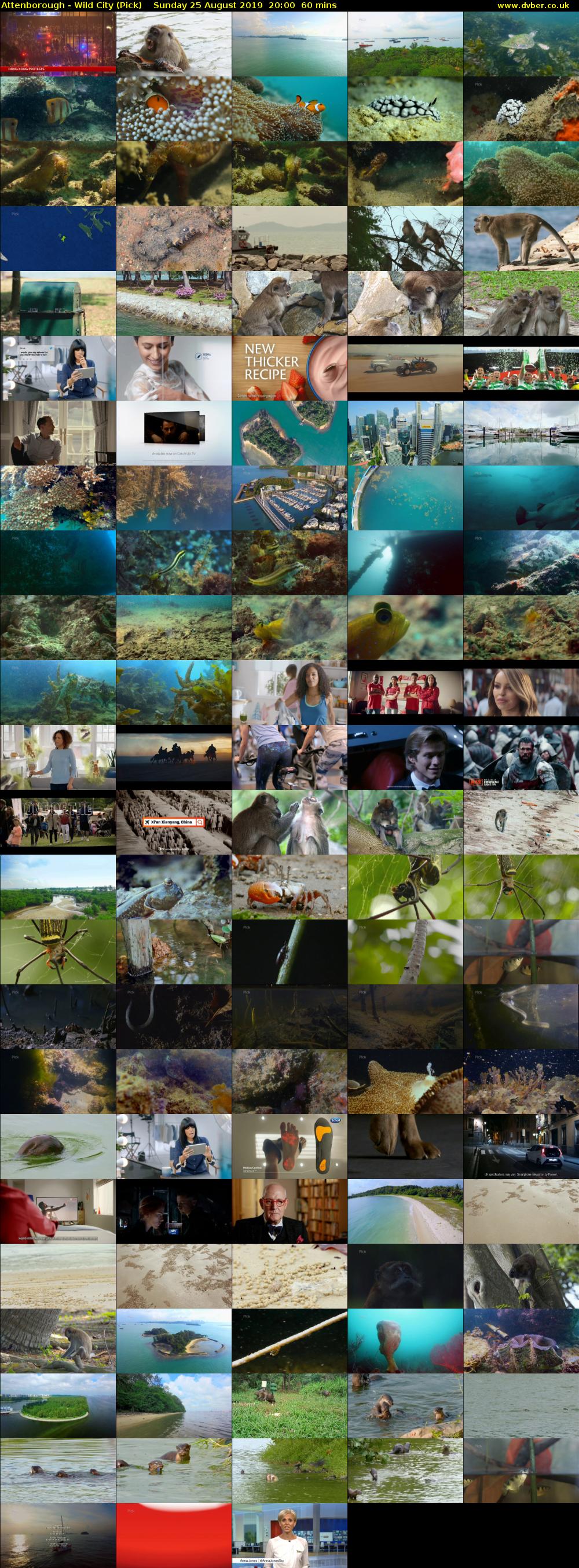 Attenborough - Wild City (Pick) Sunday 25 August 2019 20:00 - 21:00