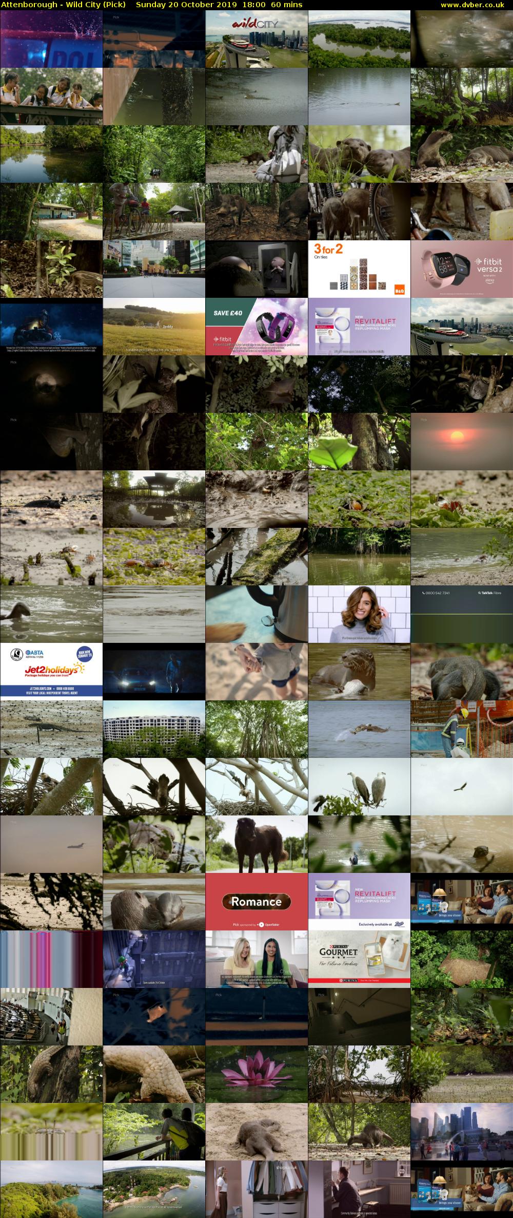 Attenborough - Wild City (Pick) Sunday 20 October 2019 18:00 - 19:00