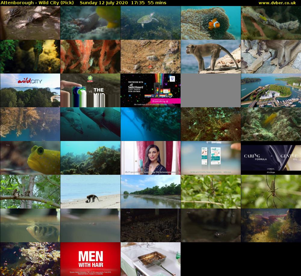 Attenborough - Wild City (Pick) Sunday 12 July 2020 17:35 - 18:30