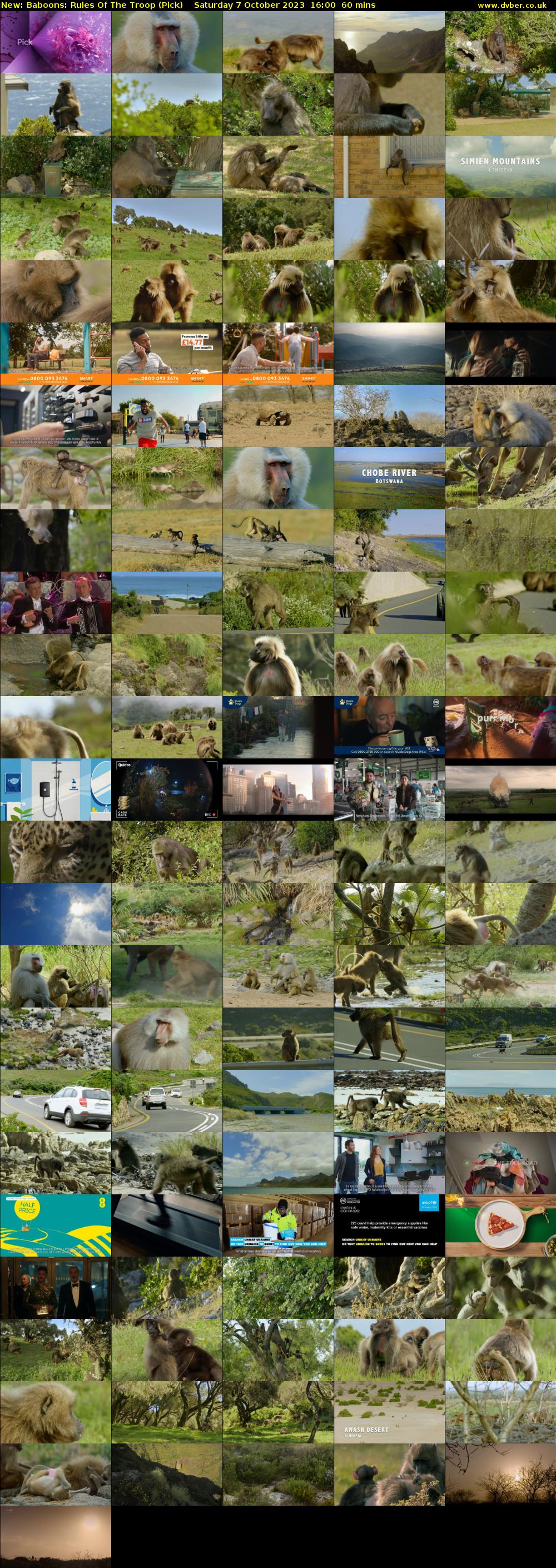 Baboons: Rules Of The Troop (Pick) Saturday 7 October 2023 16:00 - 17:00