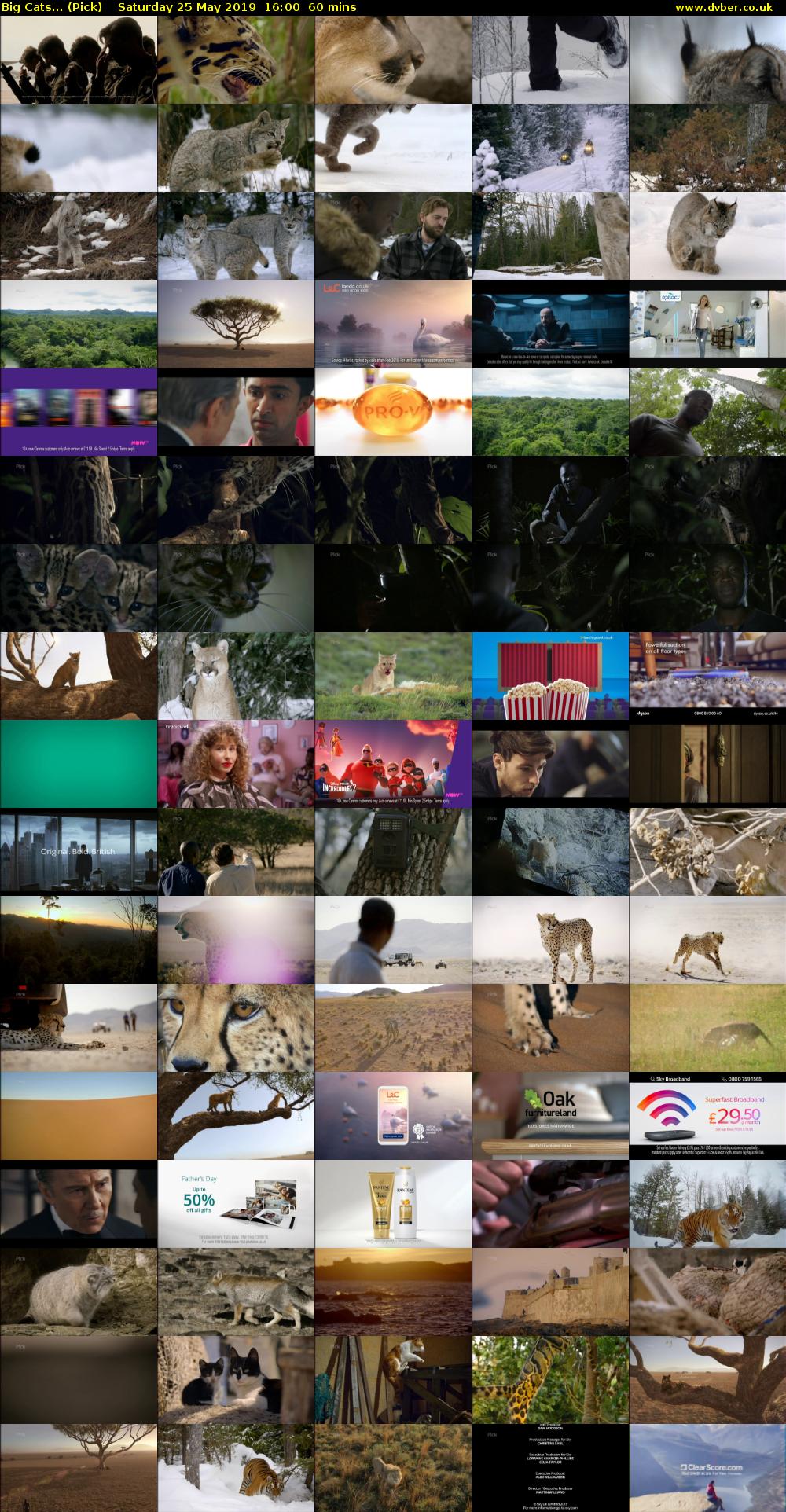 Big Cats... (Pick) Saturday 25 May 2019 16:00 - 17:00