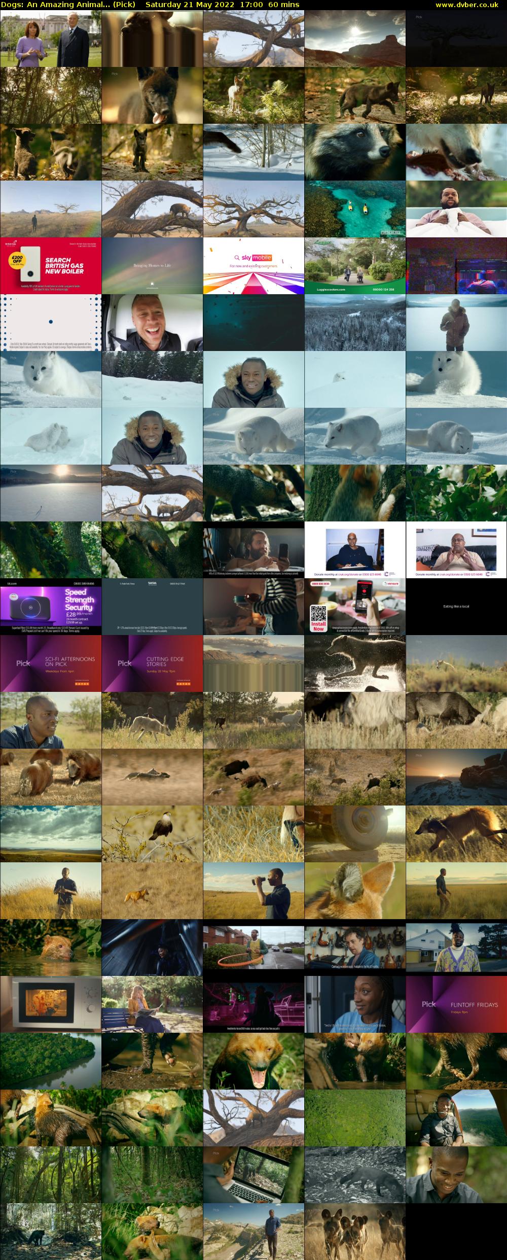 Dogs: An Amazing Animal... (Pick) Saturday 21 May 2022 17:00 - 18:00