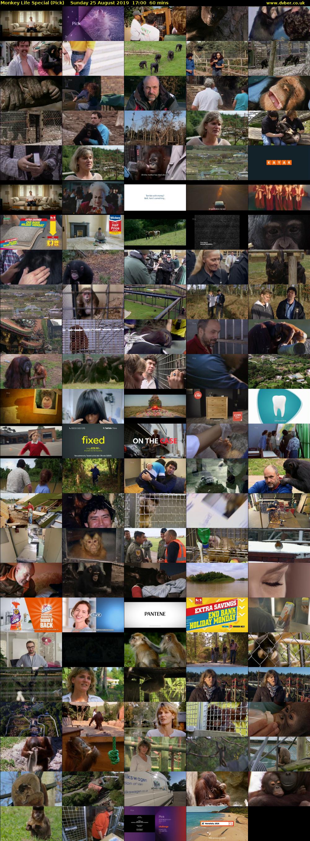 Monkey Life Special (Pick) Sunday 25 August 2019 17:00 - 18:00