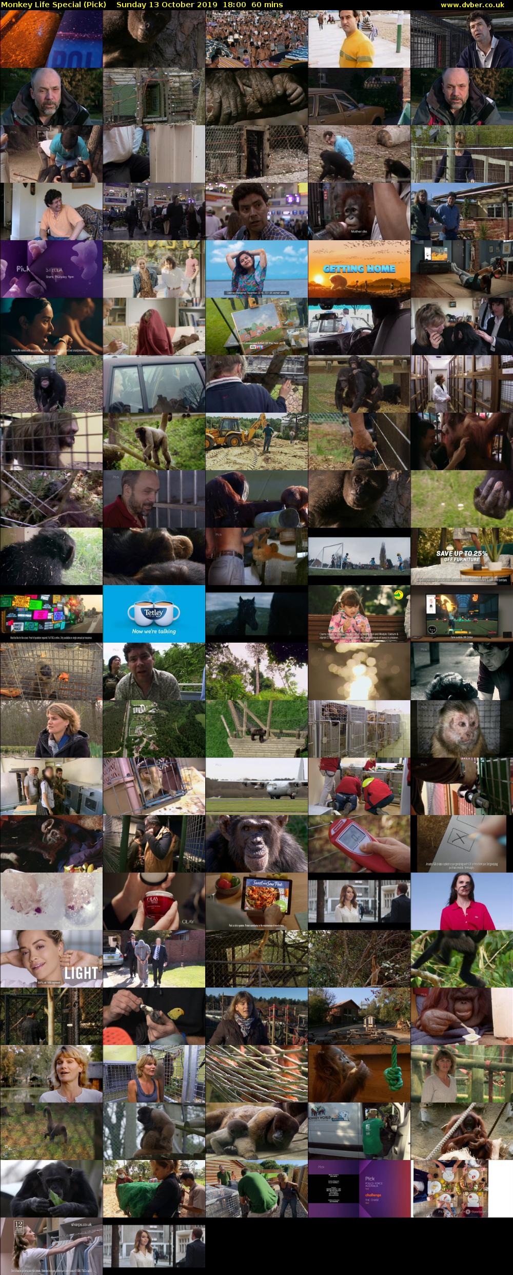 Monkey Life Special (Pick) Sunday 13 October 2019 18:00 - 19:00