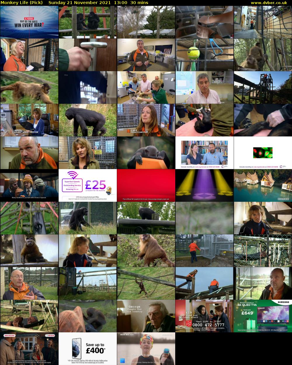 Monkey Life (Pick) Sunday 21 November 2021 13:00 - 13:30