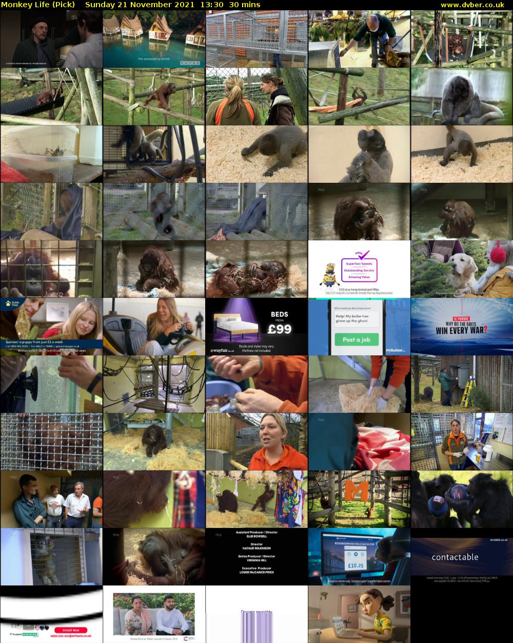 Monkey Life (Pick) Sunday 21 November 2021 13:30 - 14:00