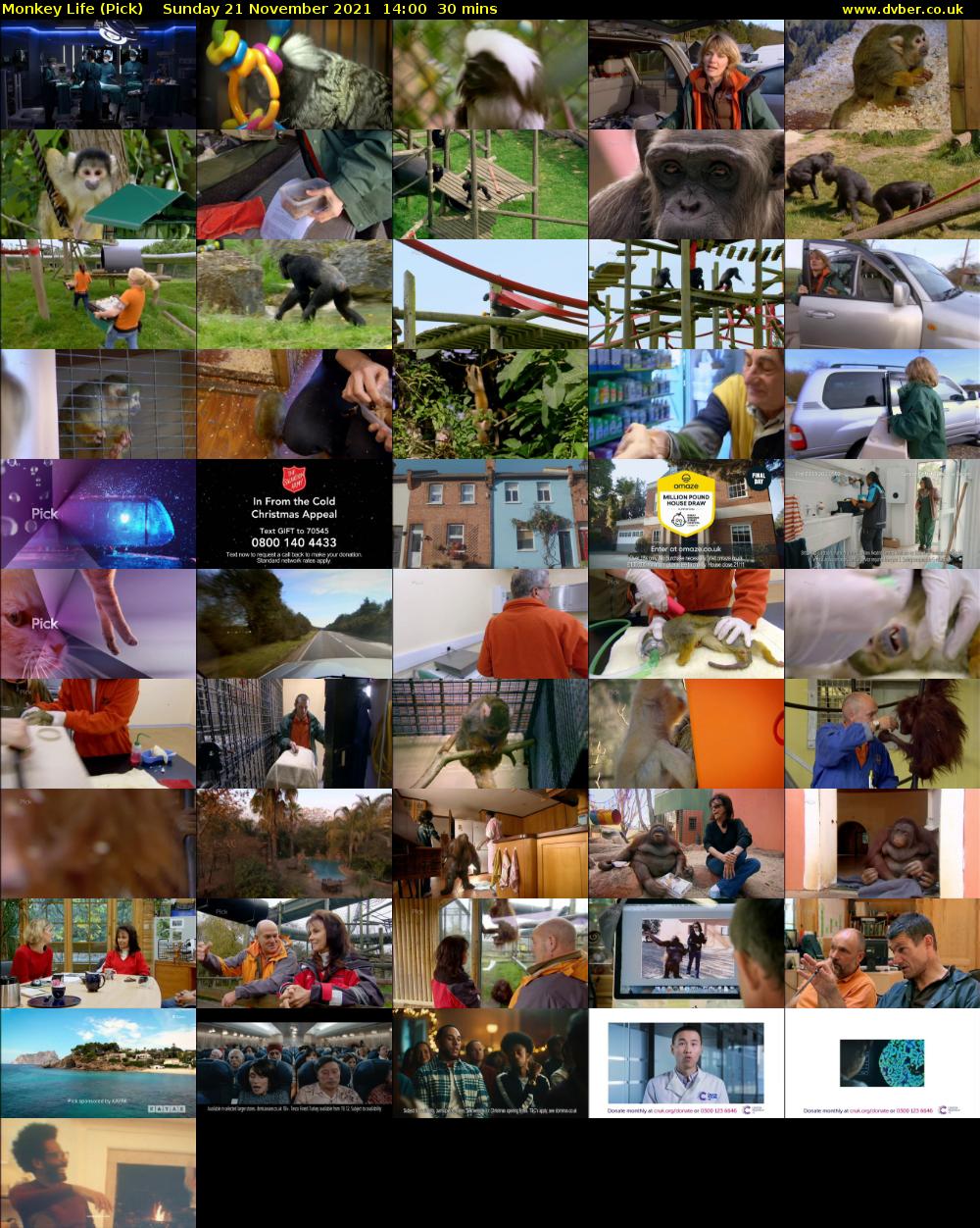 Monkey Life (Pick) Sunday 21 November 2021 14:00 - 14:30