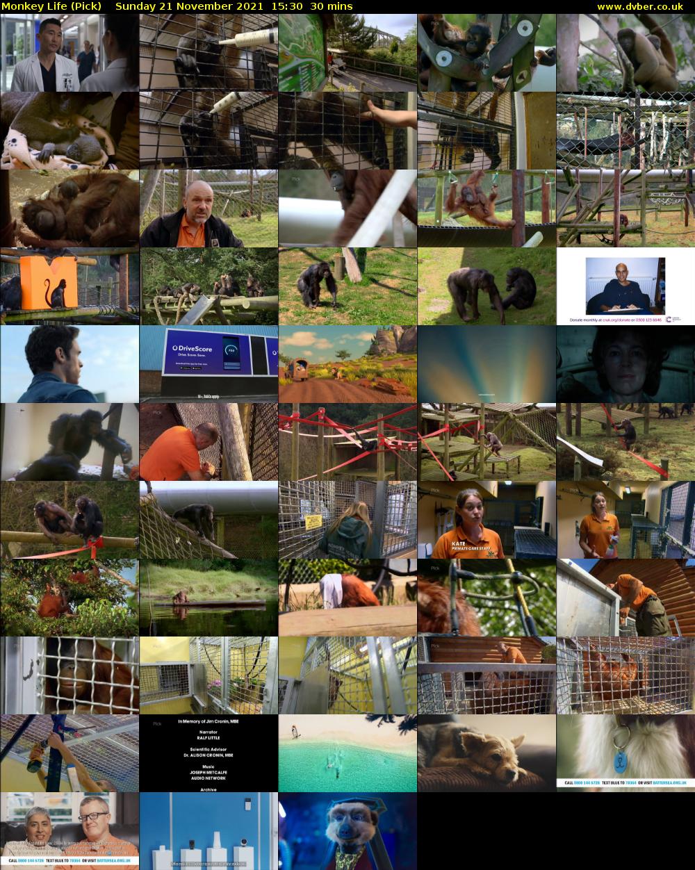 Monkey Life (Pick) Sunday 21 November 2021 15:30 - 16:00