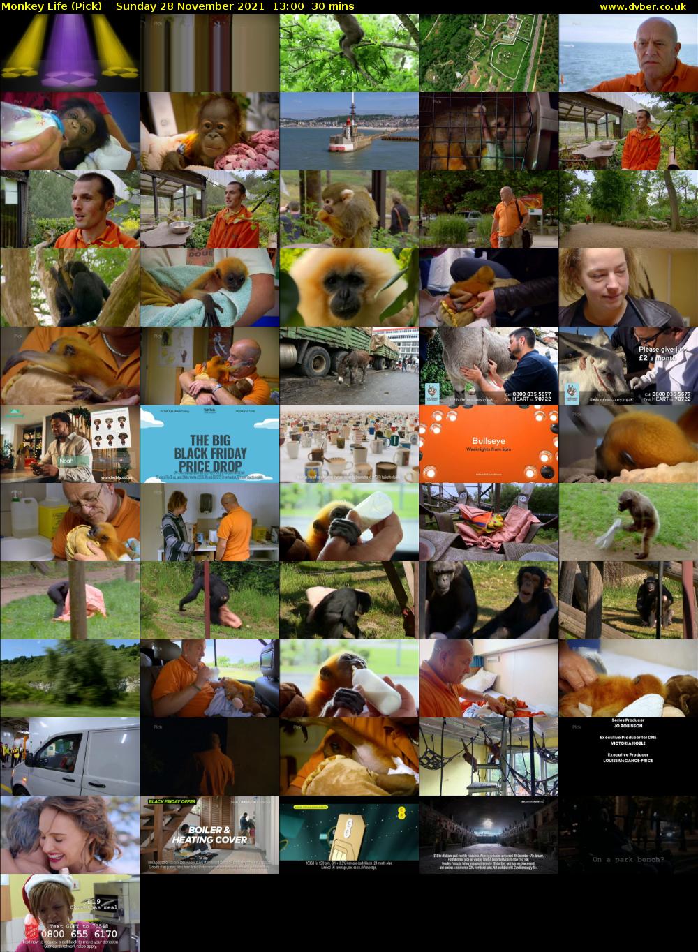 Monkey Life (Pick) Sunday 28 November 2021 13:00 - 13:30
