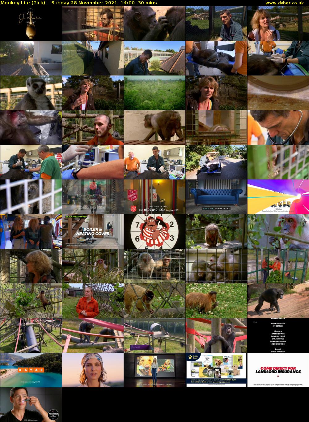 Monkey Life (Pick) Sunday 28 November 2021 14:00 - 14:30