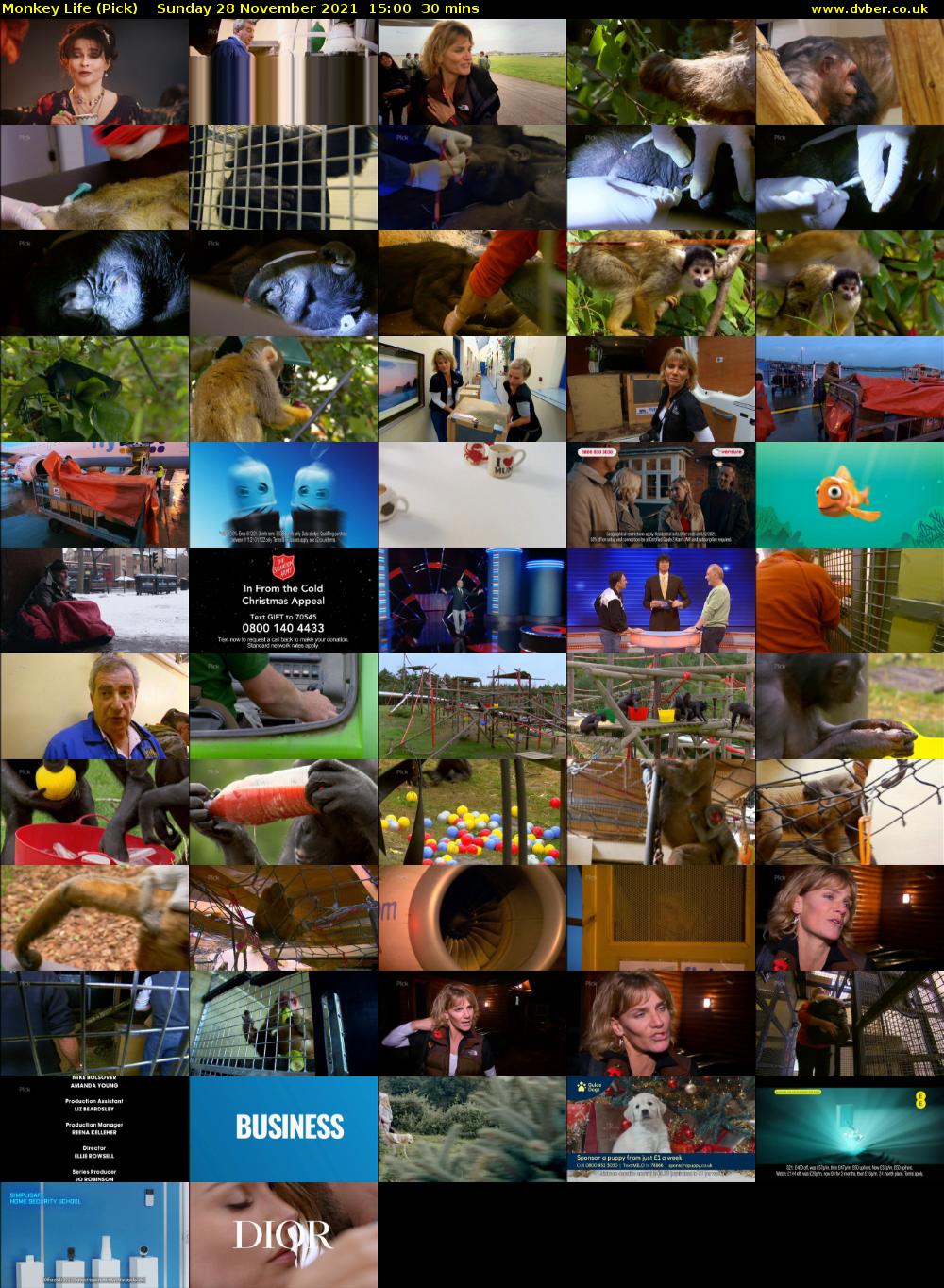 Monkey Life (Pick) Sunday 28 November 2021 15:00 - 15:30