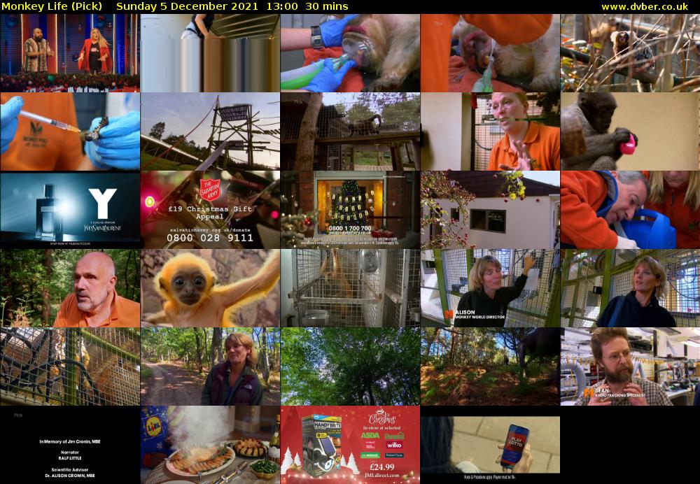Monkey Life (Pick) Sunday 5 December 2021 13:00 - 13:30