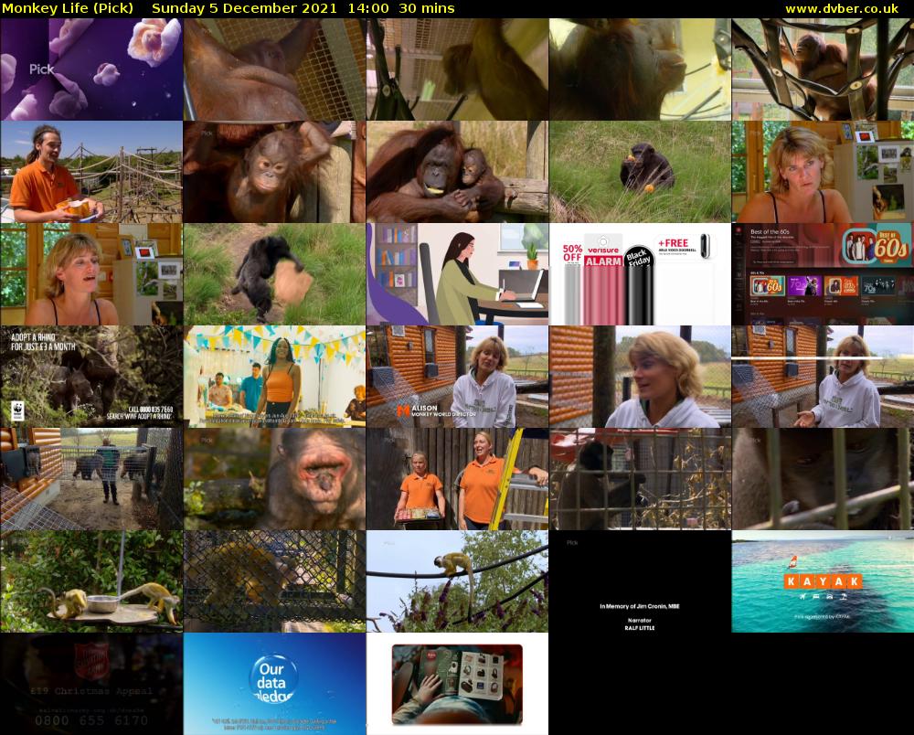Monkey Life (Pick) Sunday 5 December 2021 14:00 - 14:30