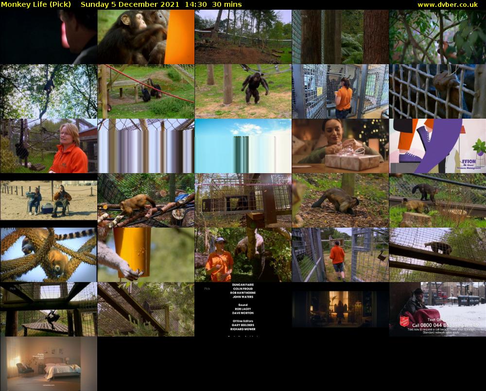 Monkey Life (Pick) Sunday 5 December 2021 14:30 - 15:00