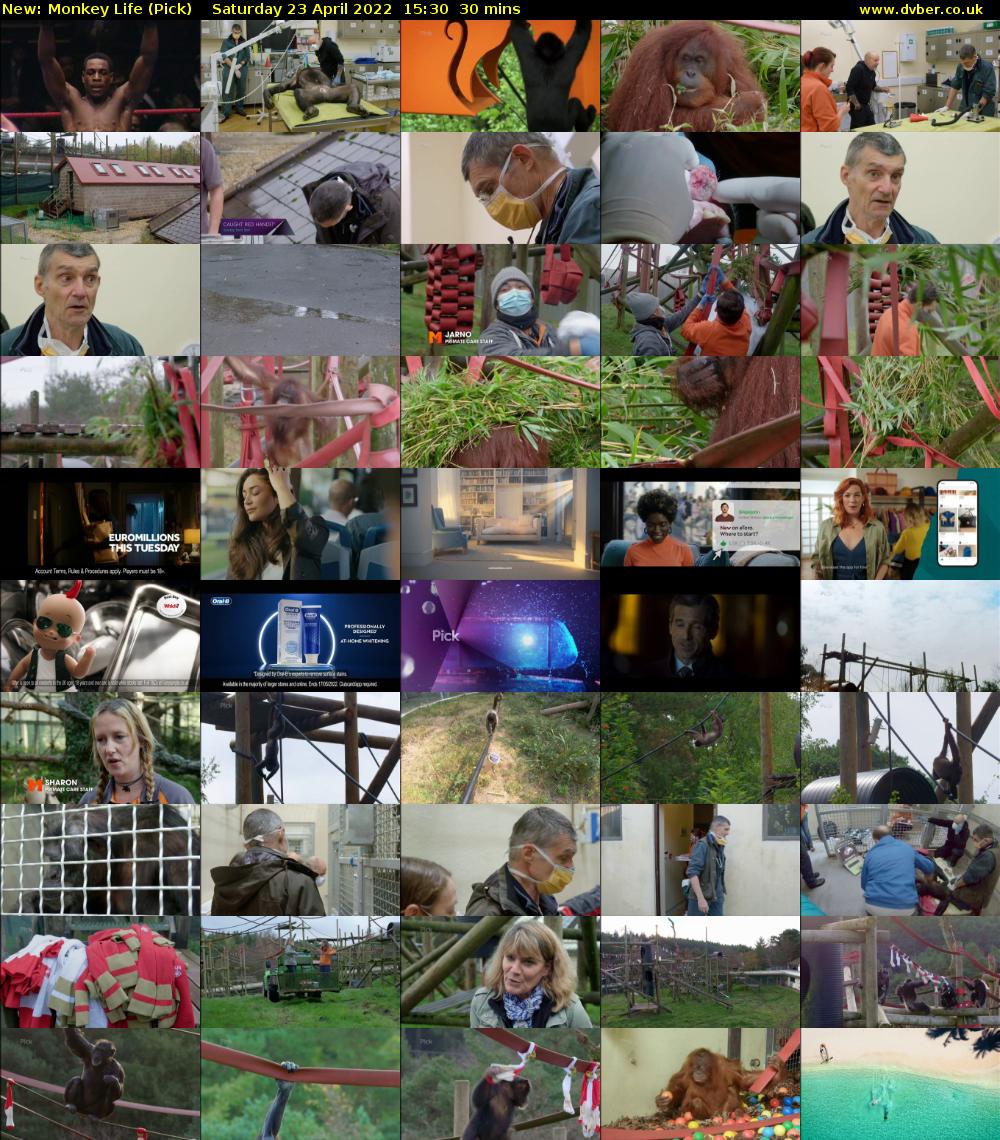 Monkey Life (Pick) Saturday 23 April 2022 15:30 - 16:00