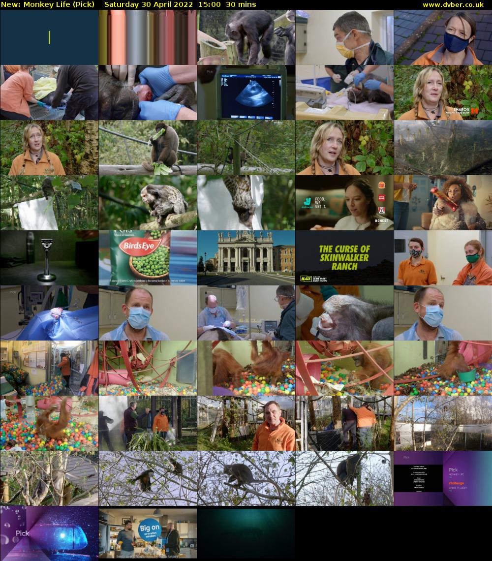 Monkey Life (Pick) Saturday 30 April 2022 15:00 - 15:30