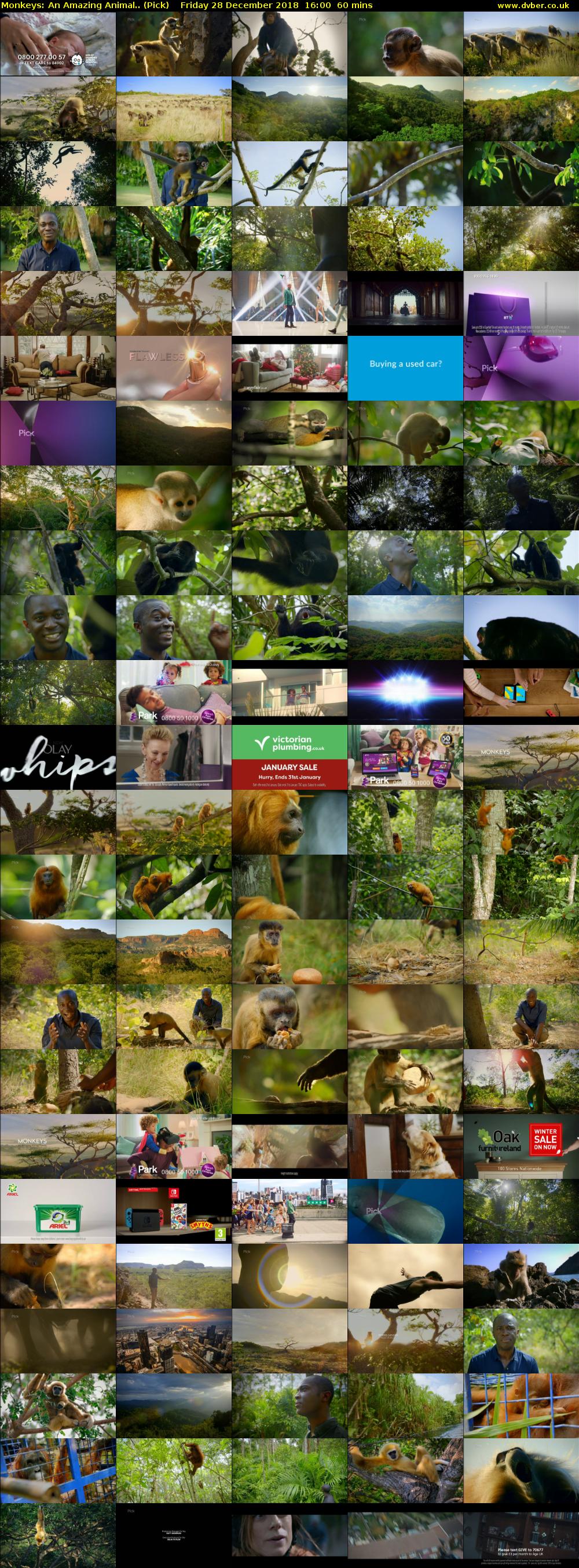 Monkeys: An Amazing Animal.. (Pick) Friday 28 December 2018 16:00 - 17:00