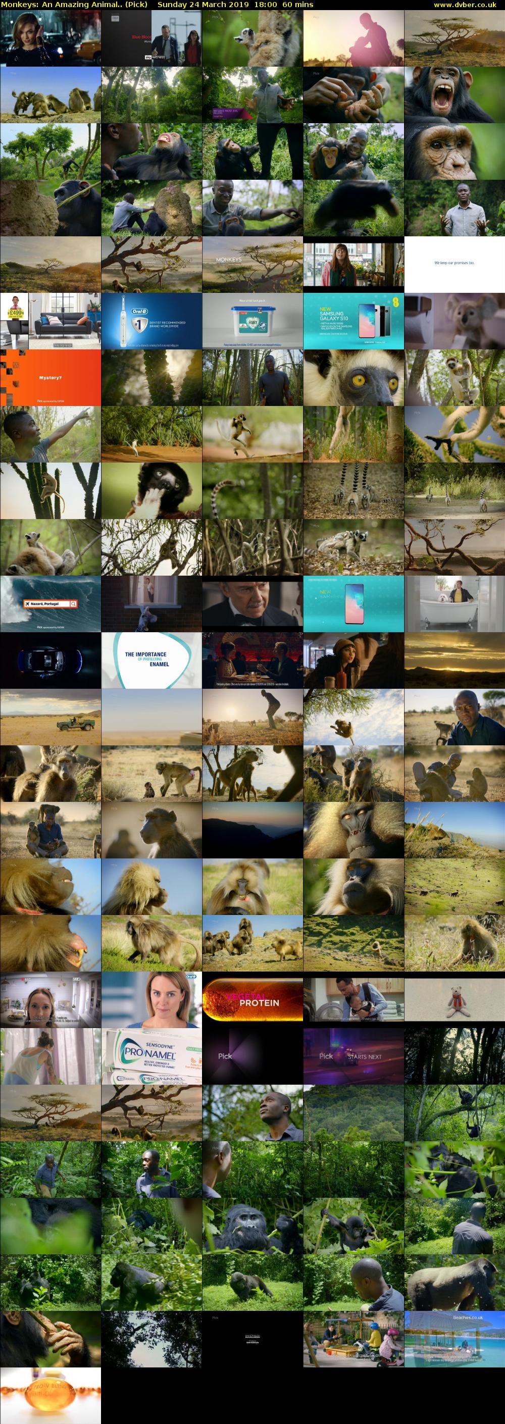 Monkeys: An Amazing Animal.. (Pick) Sunday 24 March 2019 18:00 - 19:00