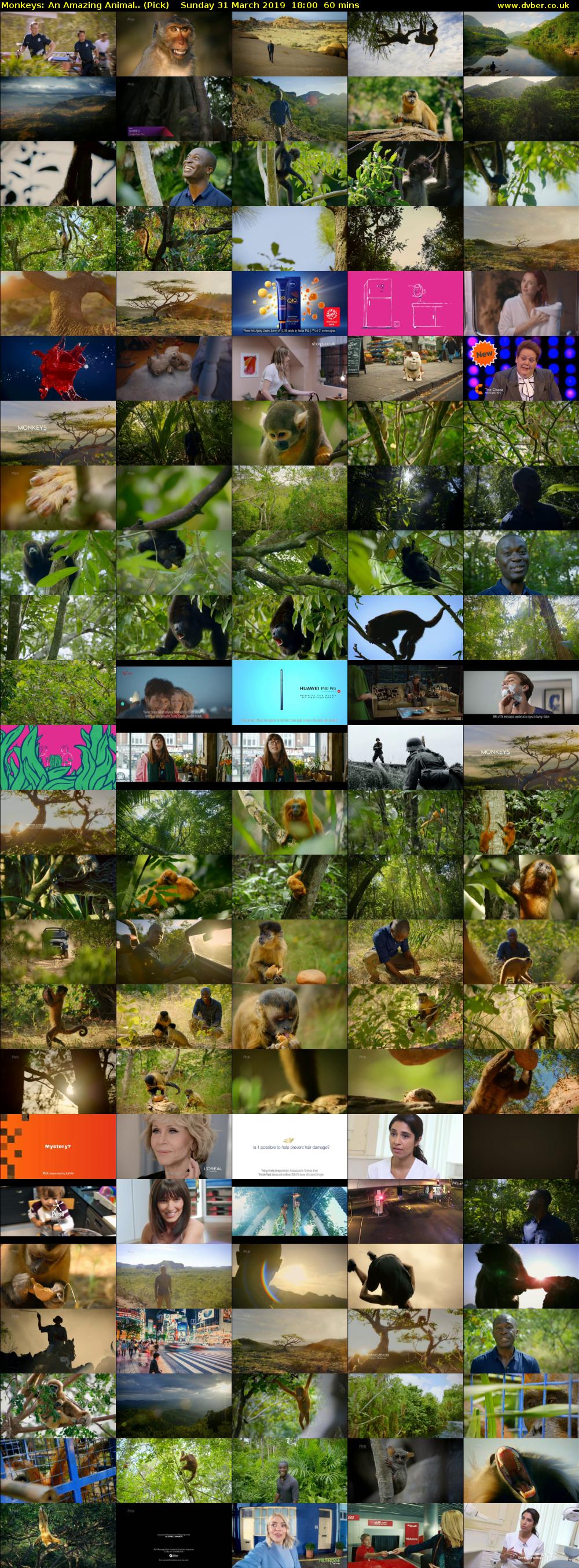 Monkeys: An Amazing Animal.. (Pick) Sunday 31 March 2019 18:00 - 19:00