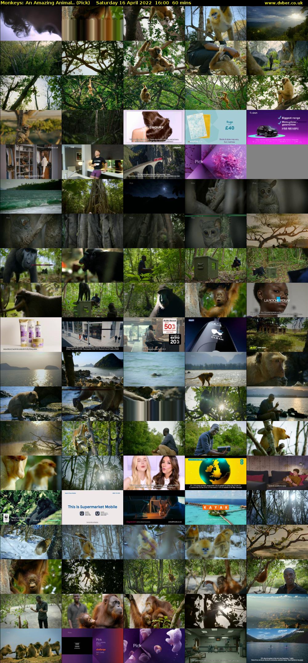 Monkeys: An Amazing Animal.. (Pick) Saturday 16 April 2022 16:00 - 17:00
