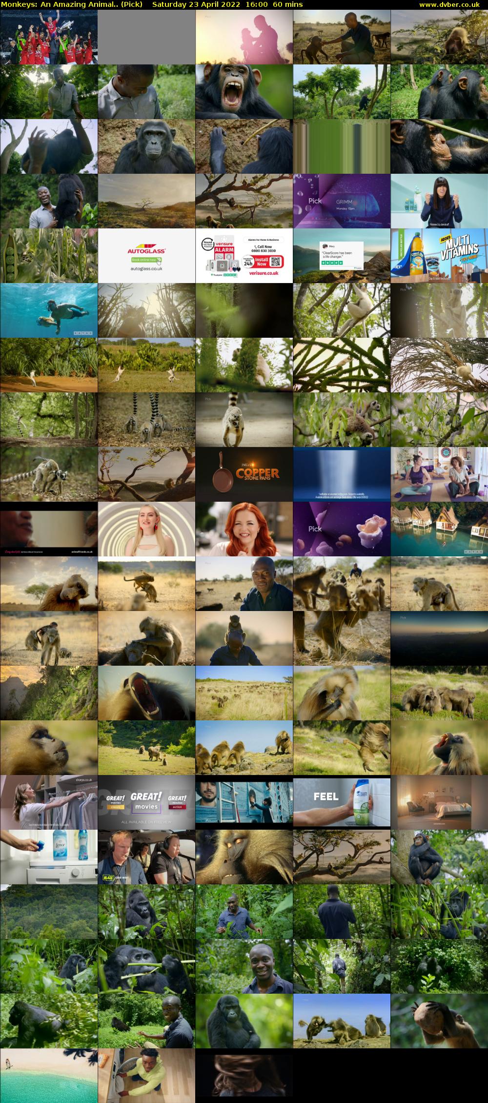 Monkeys: An Amazing Animal.. (Pick) Saturday 23 April 2022 16:00 - 17:00