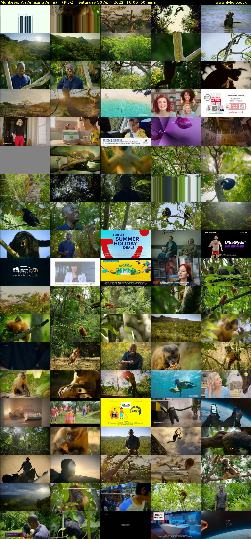 Monkeys: An Amazing Animal.. (Pick) Saturday 30 April 2022 16:00 - 17:00