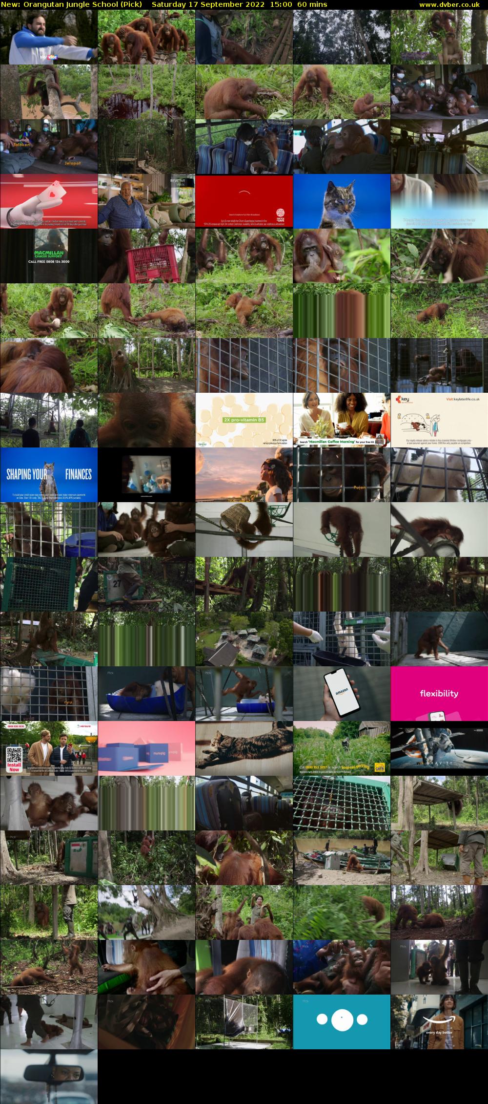 Orangutan Jungle School (Pick) Saturday 17 September 2022 15:00 - 16:00