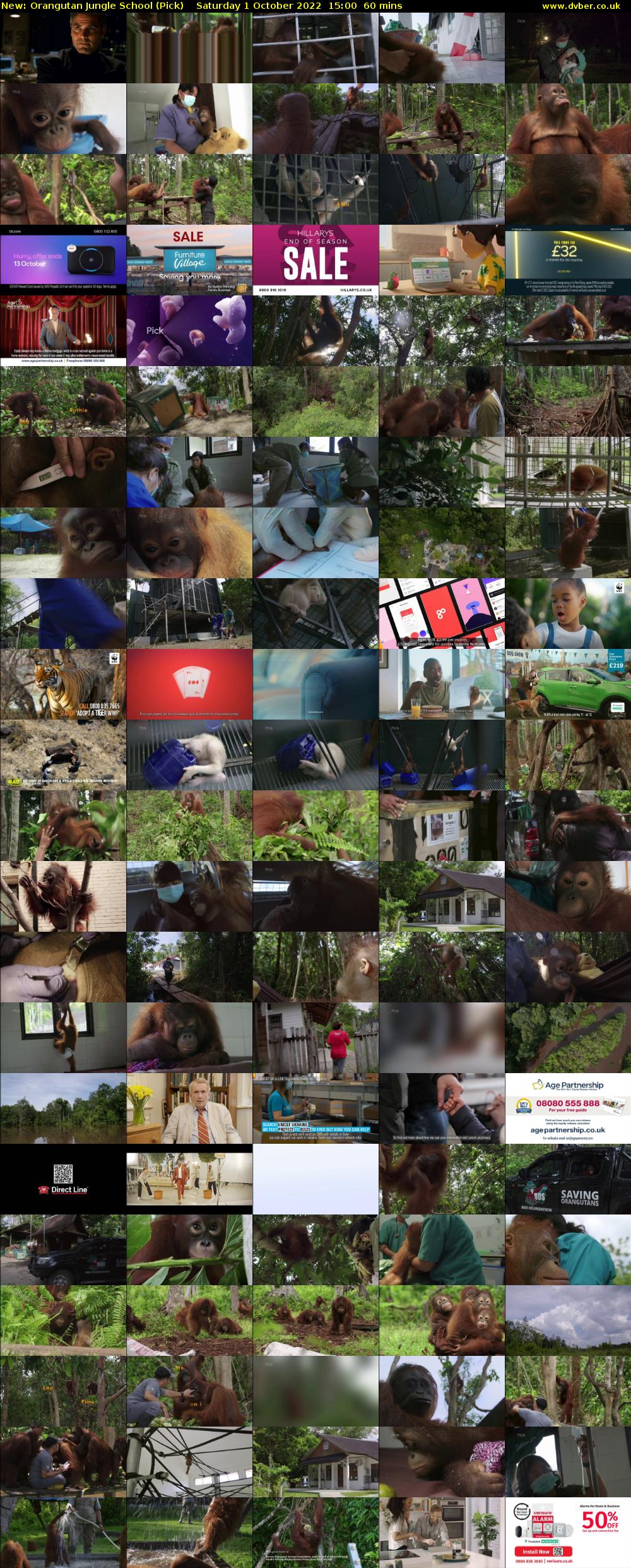 Orangutan Jungle School (Pick) Saturday 1 October 2022 15:00 - 16:00