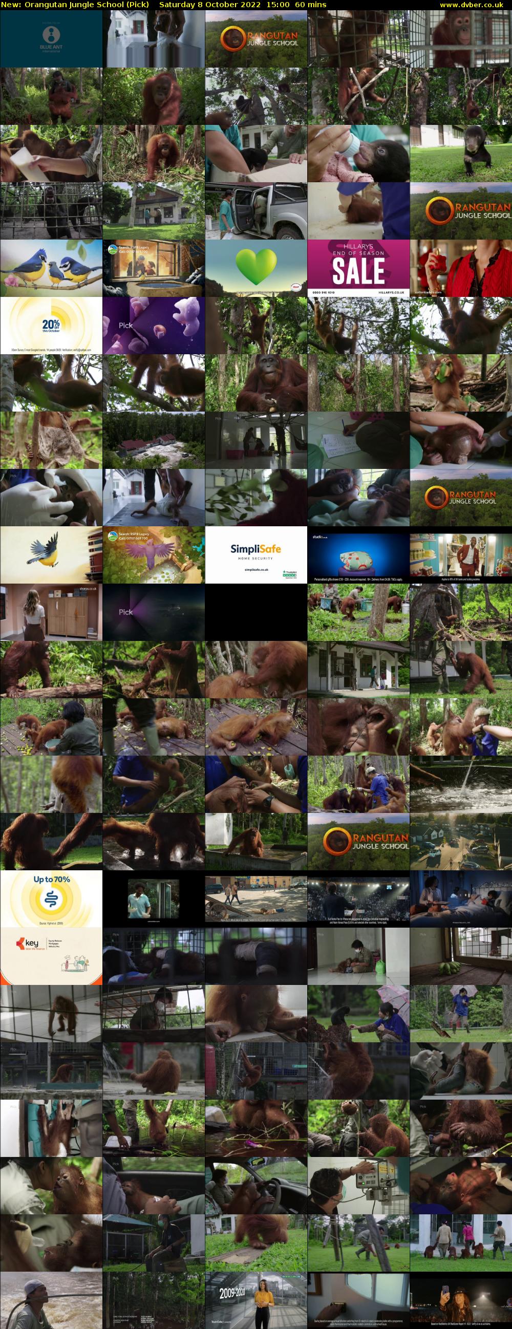 Orangutan Jungle School (Pick) Saturday 8 October 2022 15:00 - 16:00