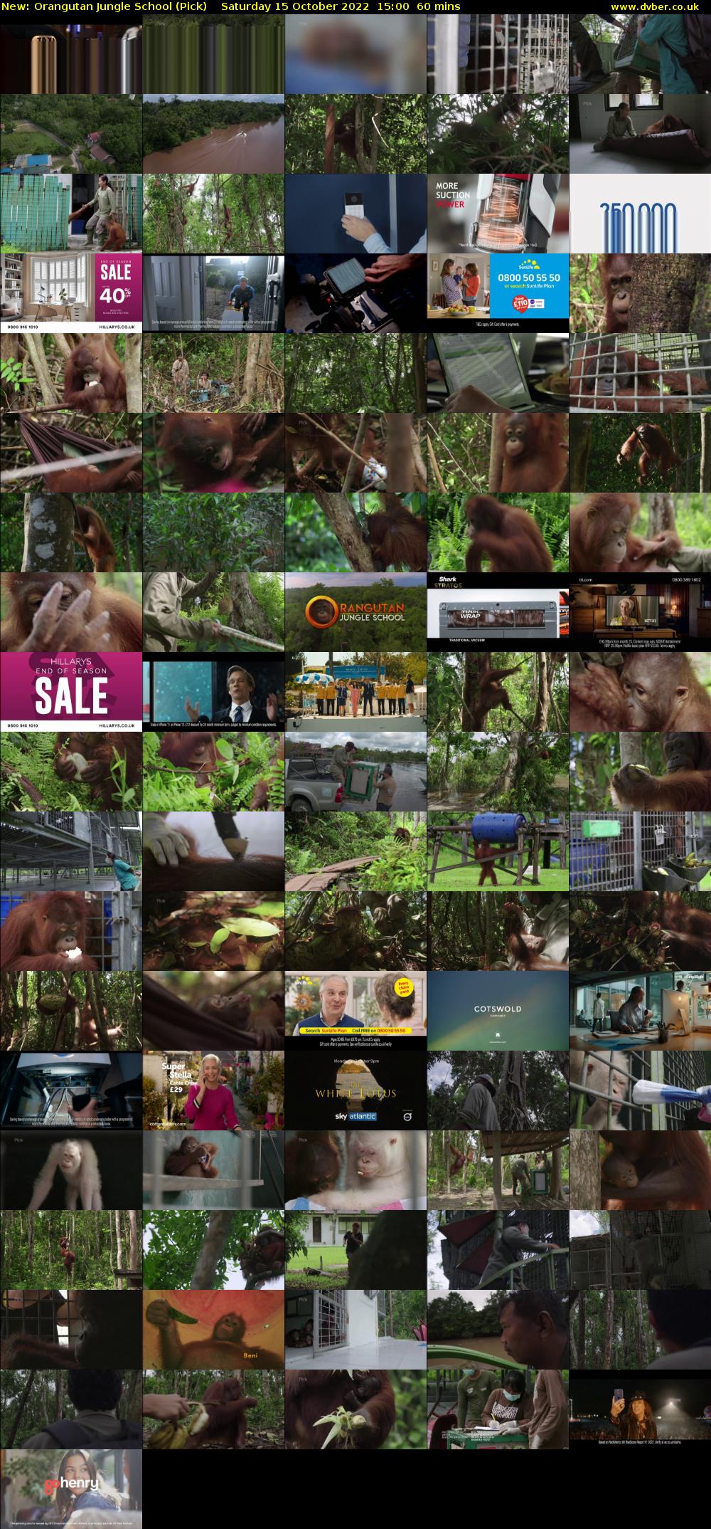 Orangutan Jungle School (Pick) Saturday 15 October 2022 15:00 - 16:00