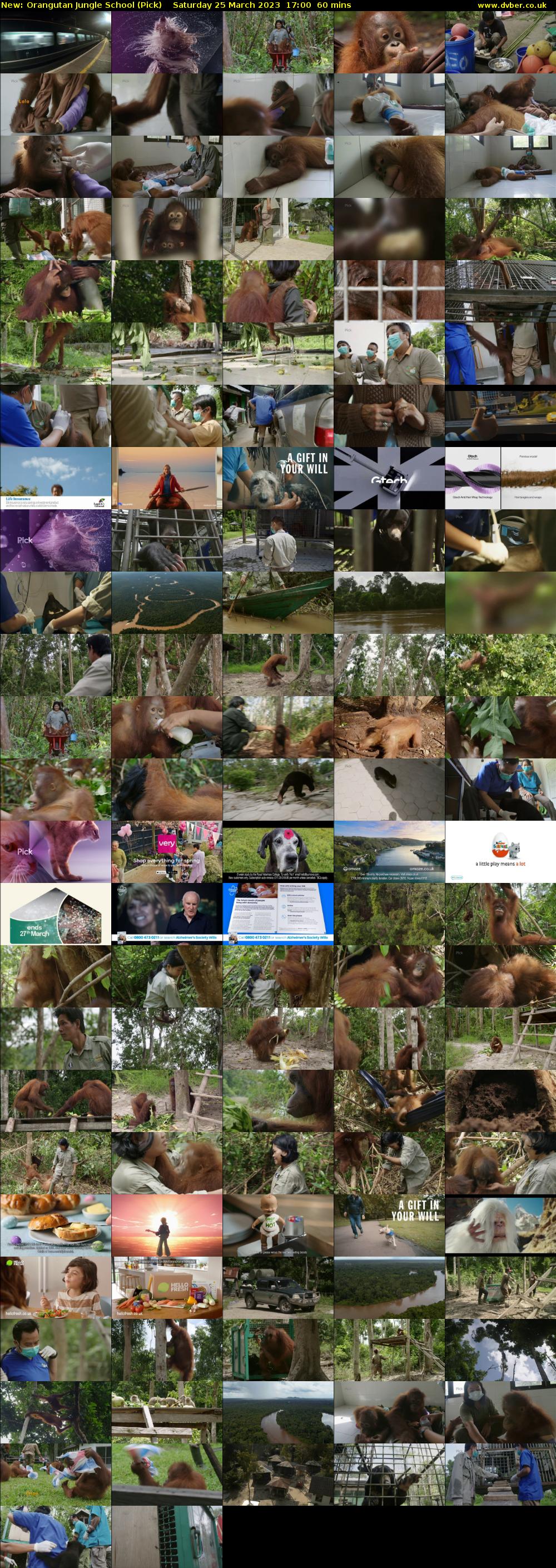 Orangutan Jungle School (Pick) Saturday 25 March 2023 17:00 - 18:00