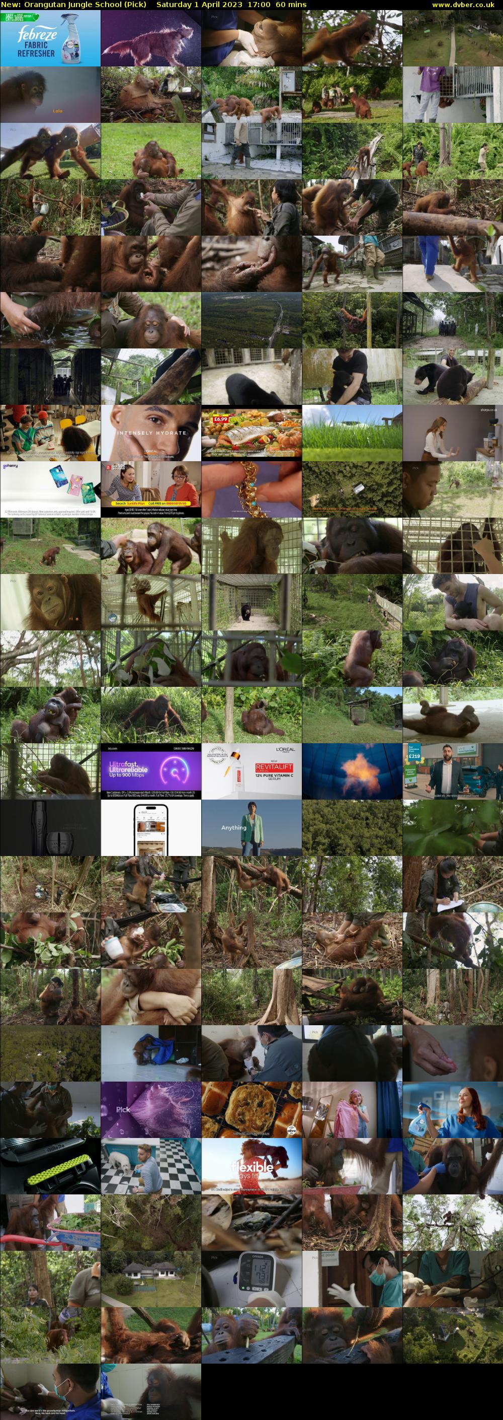 Orangutan Jungle School (Pick) Saturday 1 April 2023 17:00 - 18:00