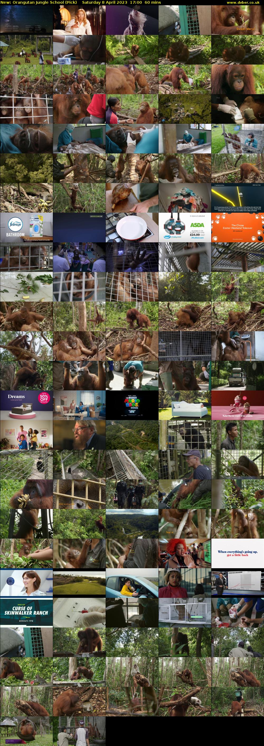 Orangutan Jungle School (Pick) Saturday 8 April 2023 17:00 - 18:00